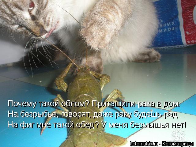 Почему такой облом? Притащили рака в дом. На безрыбье, говорят, даже раку будешь рад. На фиг мне тако... Котоматрица: Почему такой облом? Притащили рака в дом. На безрыбье, говорят, даже раку будешь рад. На фиг мне такой обед? У меня безмышья нет!
