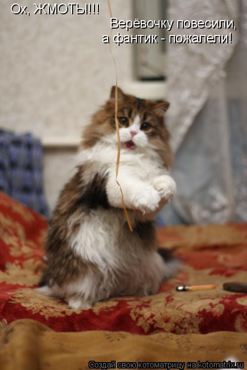Котоматрица: Ох, ЖМОТЫ!!! Верёвочку повесили,  а фантик - пожалели!