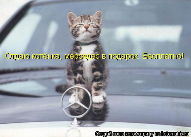 Котоматрица: Отдаю котёнка, мерседес в подарок. Бесплатно!