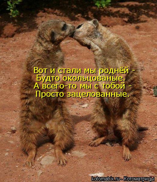 Котоматрица: Вот и стали мы роднёй - Будто окольцованые. А всего-то мы с тобой - Просто зацелованные.
