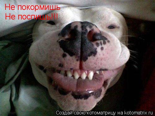Котоматрица: Не покормишь Не поспишь!!!