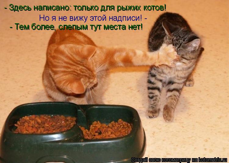 Котоматрица: - Здесь написано: только для рыжих котов! Но я не вижу этой надписи! -  - Тем более, слепым тут места нет!