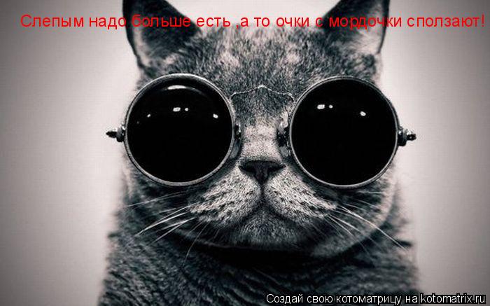 Котоматрица: Слепым надо больше есть ,а то очки с мордочки сползают!