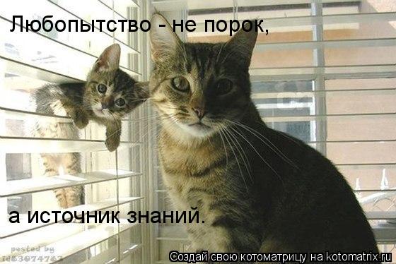 Котоматрица: Любопытство - не порок, а источник знаний.