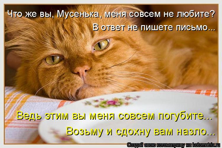 Котоматрица: Что же вы, Мусенька, меня совсем не любите? В ответ не пишете письмо... Ведь этим вы меня совсем погубите... Возьму и сдохну вам назло...