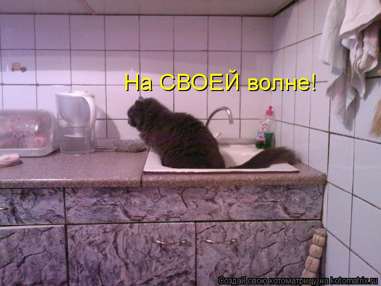 Котоматрица: На СВОЕЙ волне!