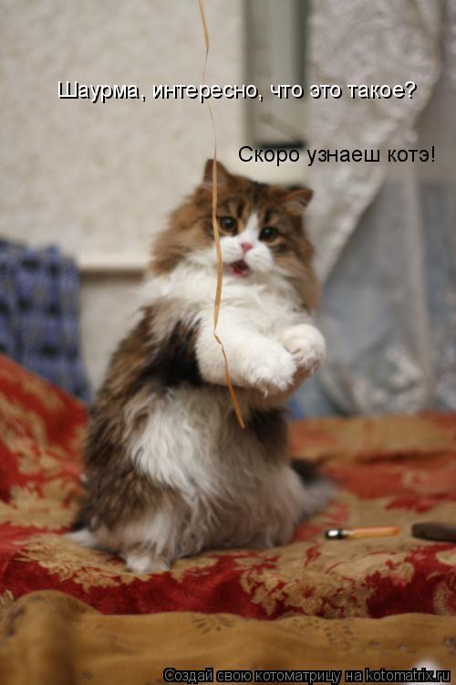 Котоматрица: Шаурма, интересно, что это такое? Скоро узнаеш котэ!