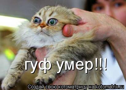 Котоматрица: гуф умер!!!