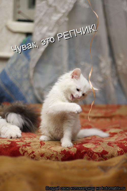 Котоматрица: Чувак, это РЕПЧИК!