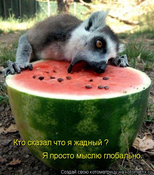 Котоматрица: Кто сказал что я жадный ? Я просто мыслю глобально.