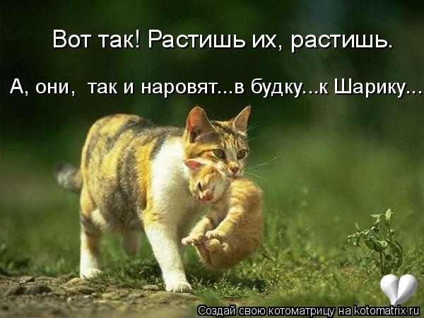 Котоматрица: Вот так! Растишь их, растишь. А, они,  так и наровят...в будку...к Шарику...