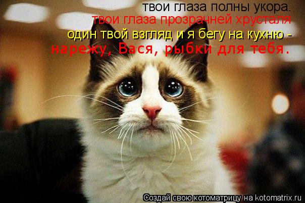 Котоматрица: твои глаза полны укора. твои глаза прозрачней хрусталя один твой взгляд и я бегу на кухню - нарежу, Вася, рыбки для тебя.