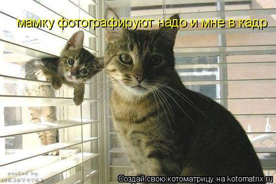 Котоматрица: мамку фотографируют надо и мне в кадр