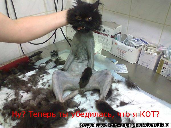 Котоматрица: Ну? Теперь ты убедилась, что я КОТ?