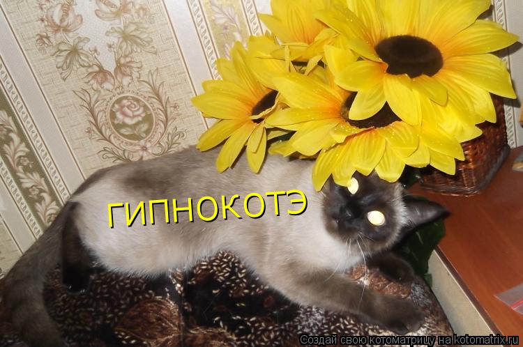 Котоматрица: ГИПНОКОТЭ