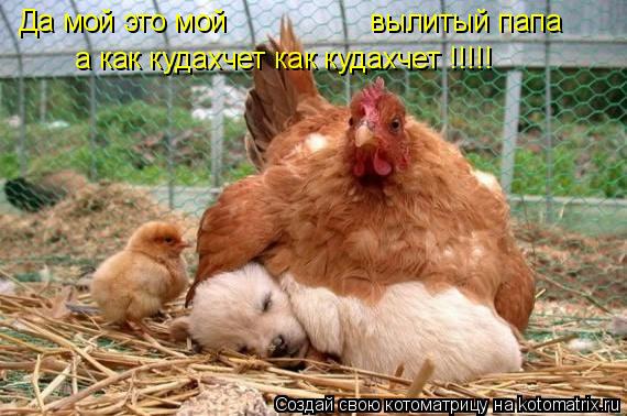 Котоматрица: а как кудахчет как кудахчет !!!!! Да мой это мой вылитый папа