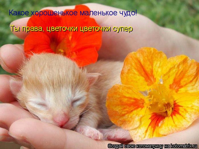 Котоматрица: Какое хорошенькое маленькое чудо! Ты права, цветочки цветочки супер