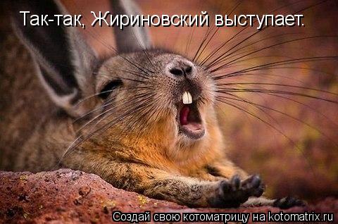 Котоматрица: Так-так, Жириновский выступает.