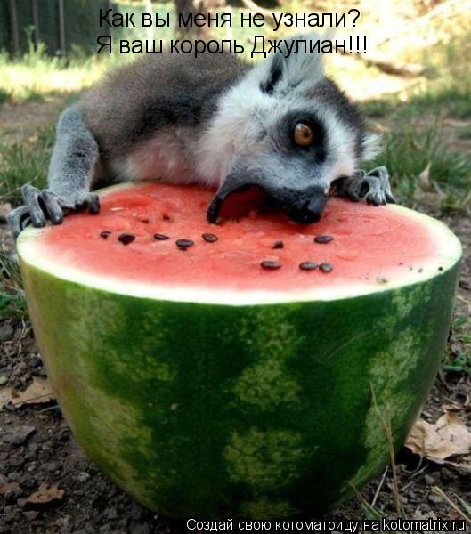 Котоматрица: Как вы меня не узнали? Я ваш король Джулиан!!!