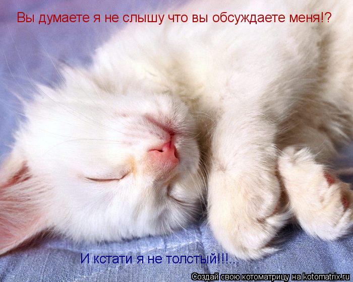 Котоматрица: Вы думаете я не слышу что вы обсуждаете меня!?  И кстати я не толстый!!!...