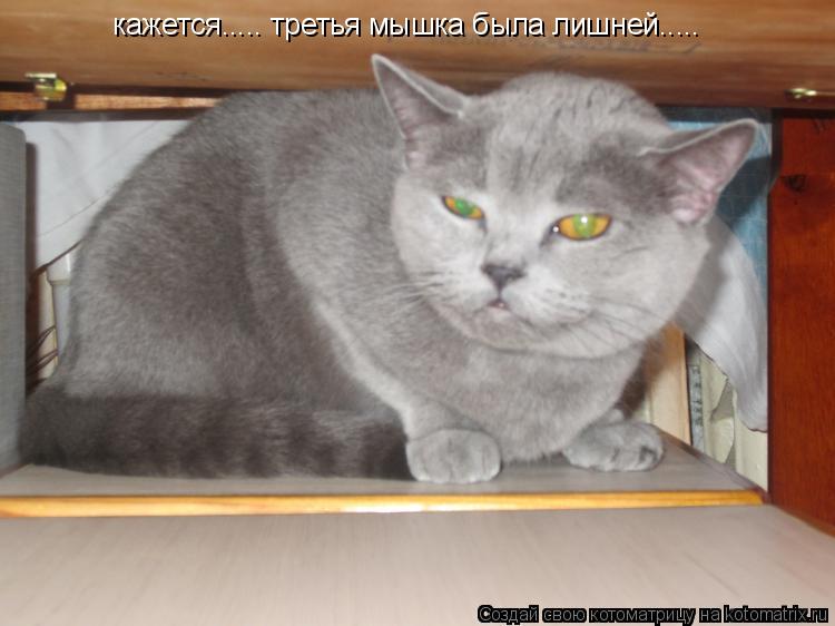 Котоматрица: кажется..... третья мышка была лишней.....