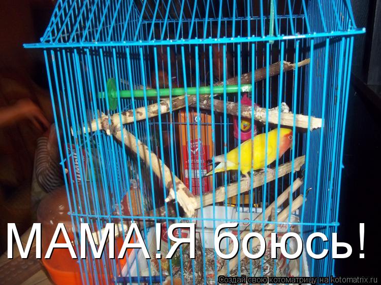 Котоматрица: МАМА!Я боюсь!