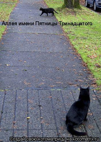 Котоматрица: Аллея имени Пятницы Тринадцатого