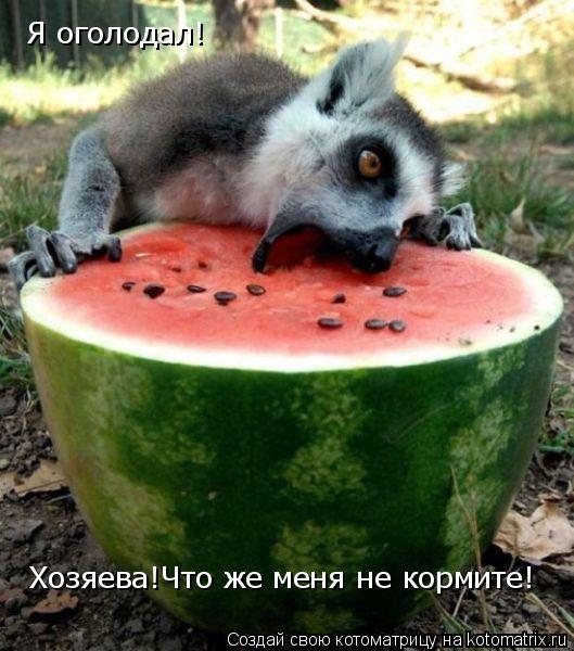 Котоматрица: Хозяева!Что же меня не кормите! Я оголодал!