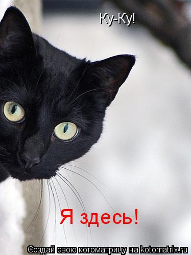 Ку-Ку! Я здесь!... Котоматрица: Ку-Ку! Я здесь!