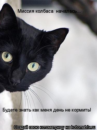 Котоматрица: Миссия колбаса  началась... Будете знать как меня день не кормить!
