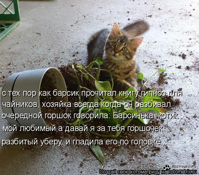 Котоматрица: с тех пор как барсик прочитал книгу гипноз для чайников, хозяйка всегда когда он разбивал  очередной горшок говорила: Барсинька, котик мой л