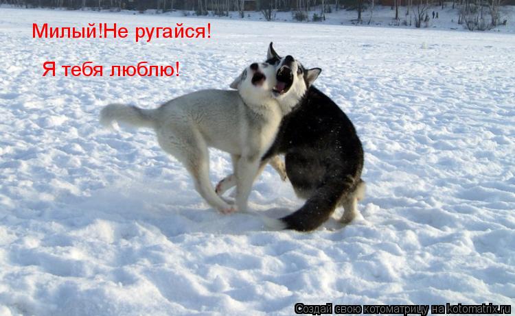 Котоматрица: Милый!Не ругайся! Я тебя люблю!