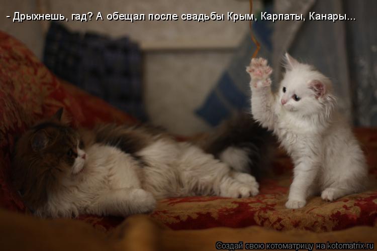 Котоматрица: - Дрыхнешь, гад? А обещал после свадьбы Крым, Карпаты, Канары...