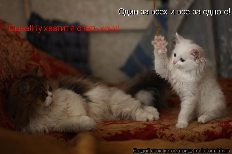 Котоматрица: Один за всех и все за одного! Сына!Ну хватит,я спать хочу!
