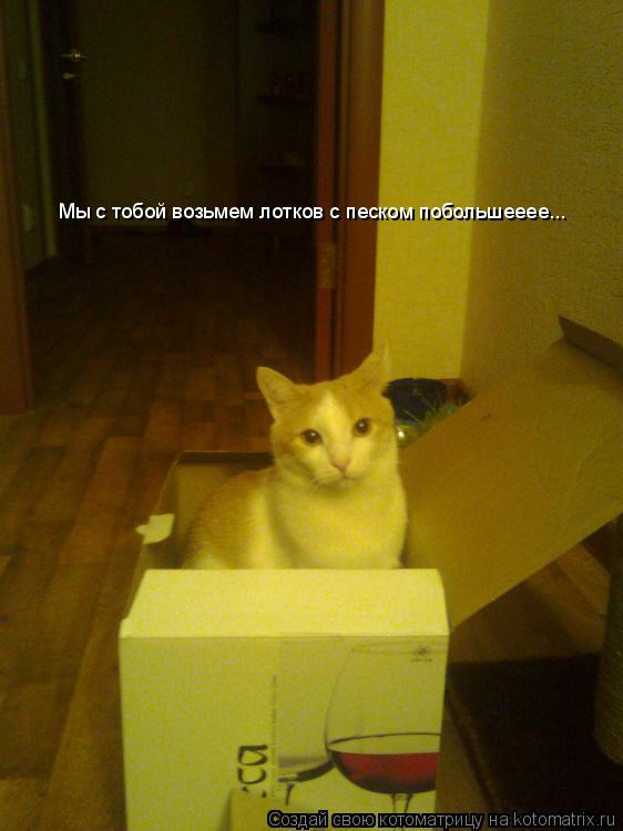 Котоматрица: Мы с тобой возьмем лотков с песком побольшееее...