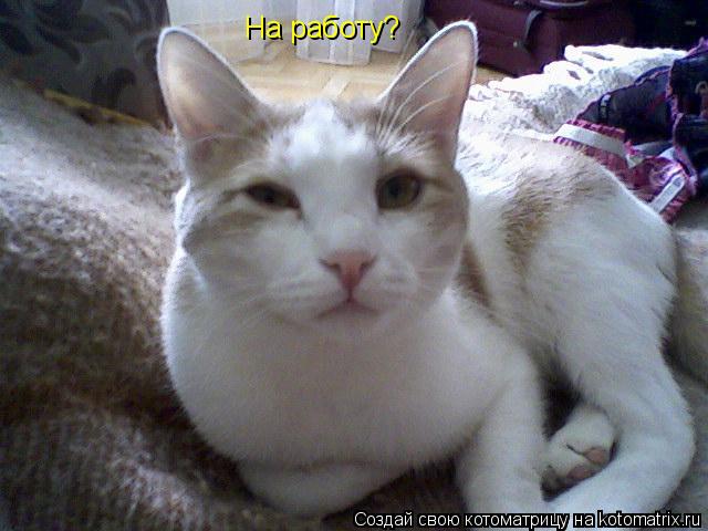 Котоматрица: На работу?