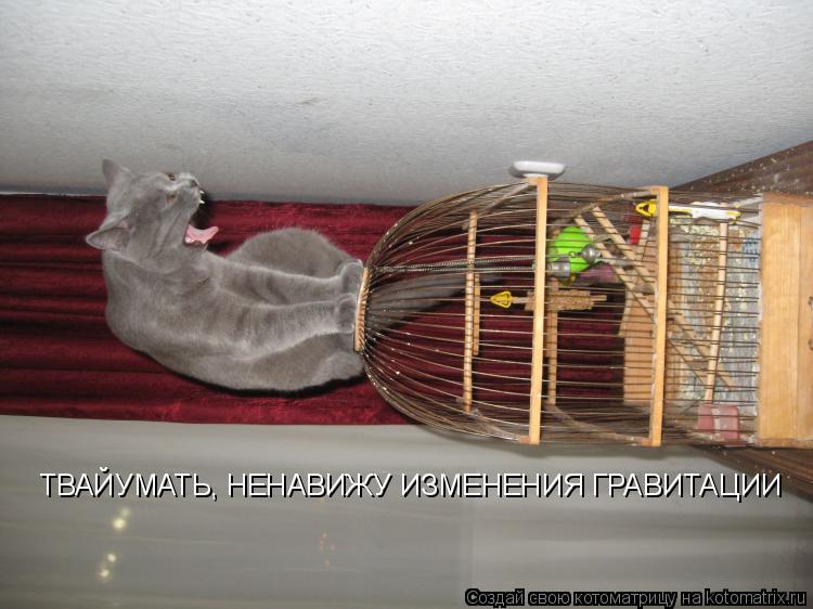 Котоматрица: ТВАЙУМАТЬ, НЕНАВИЖУ ИЗМЕНЕНИЯ ГРАВИТАЦИИ