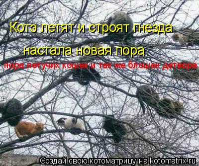 Котоматрица: Котэ летят и строят гнезда Котэ летят и строят гнезда настала новая пора настала новая пора пора летучих кошек и так же блошек детвора