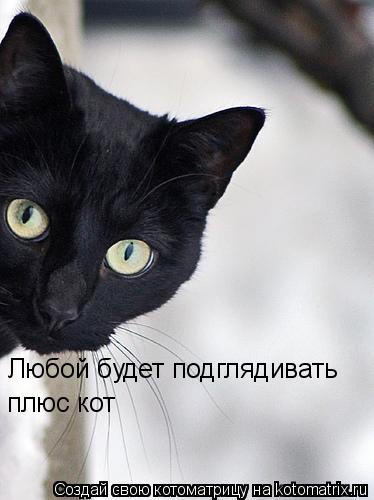 Котоматрица: Любой будет подглядивать плюс кот
