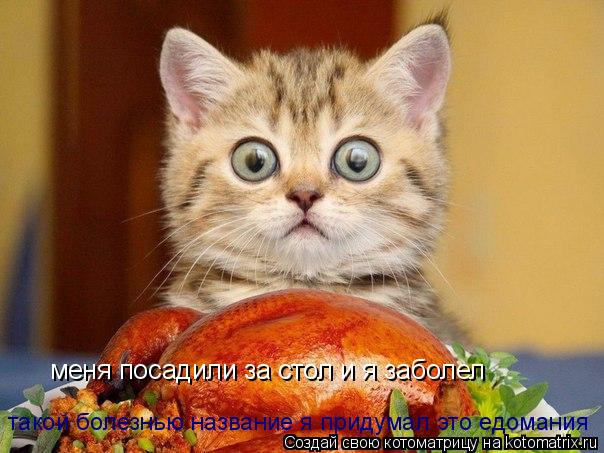 Котоматрица: меня посадили за стол и я заболел  такой болезнью название я придумал это едомания