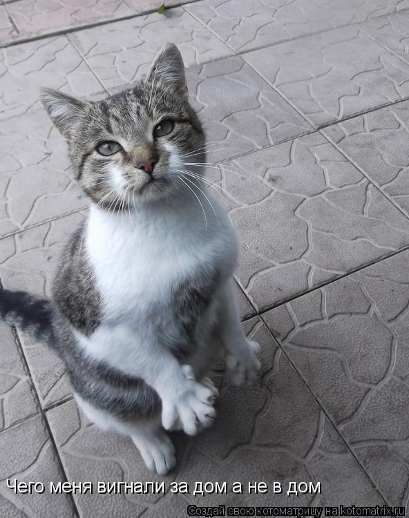 Котоматрица: Чего меня вигнали за дом а не в дом