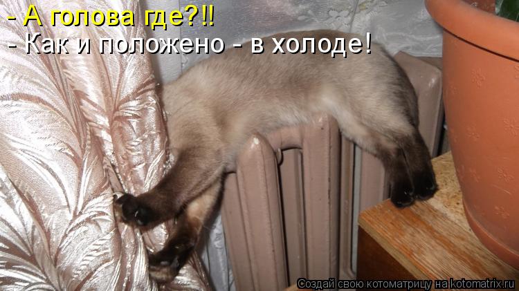 Котоматрица: - А голова где?!! - Как и положено - в холоде!