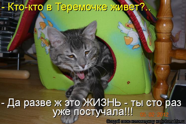 Котоматрица: - Кто-кто в Теремочке живет?.. - Да разве ж это ЖИЗНЬ - ты сто раз уже постучала!!!