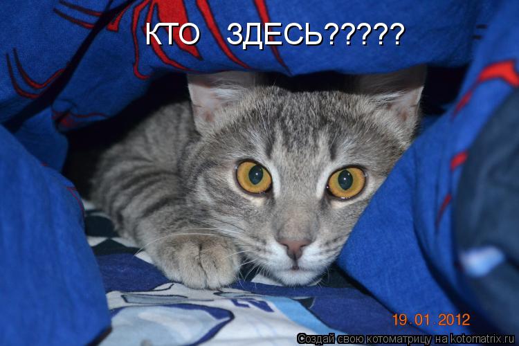 Котоматрица: КТО   ЗДЕСЬ?????