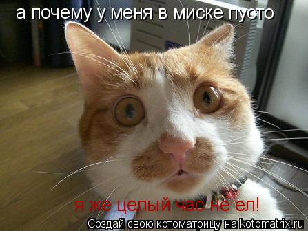 Котоматрица: а почему у меня в миске пусто  я же целый час не ел!