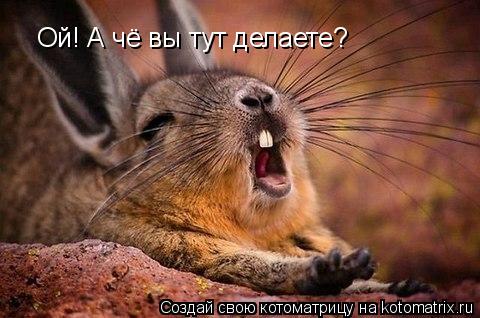 Котоматрица: Ой! А чё вы тут делаете?