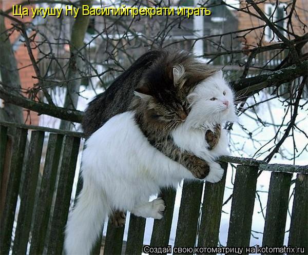 Котоматрица: Ща укушу Ну Василийпрекрати играть