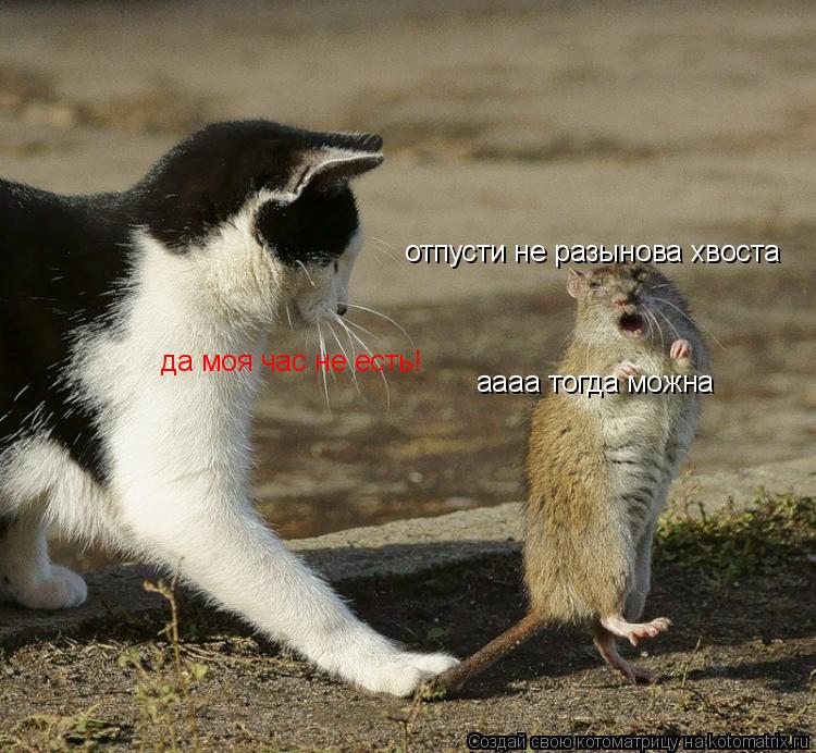 Котоматрица: отпусти не разынова хвоста да моя час не есть! аааа тогда можна