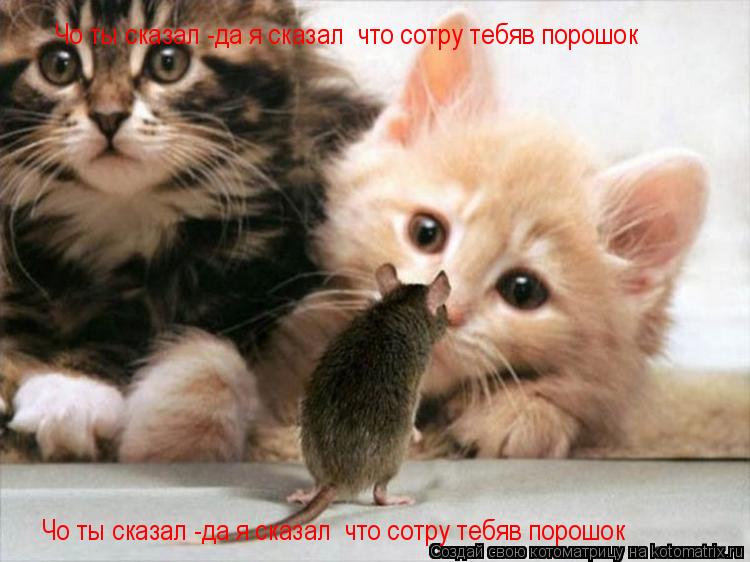 Котоматрица: Чо ты сказал -да я сказал  что сотру тебяв порошок  Чо ты сказал -да я сказал  что сотру тебяв порошок