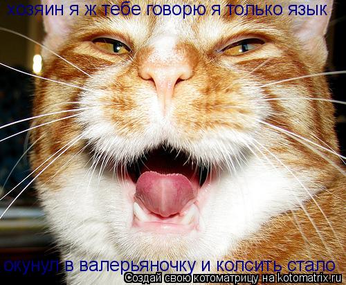 Котоматрица: хозяин я ж тебе говорю я только язык  окунул в валерьяночку и колсить стало